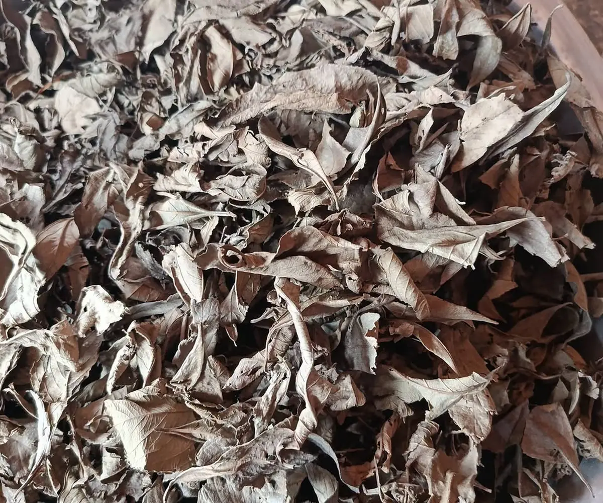 Kinkeliba