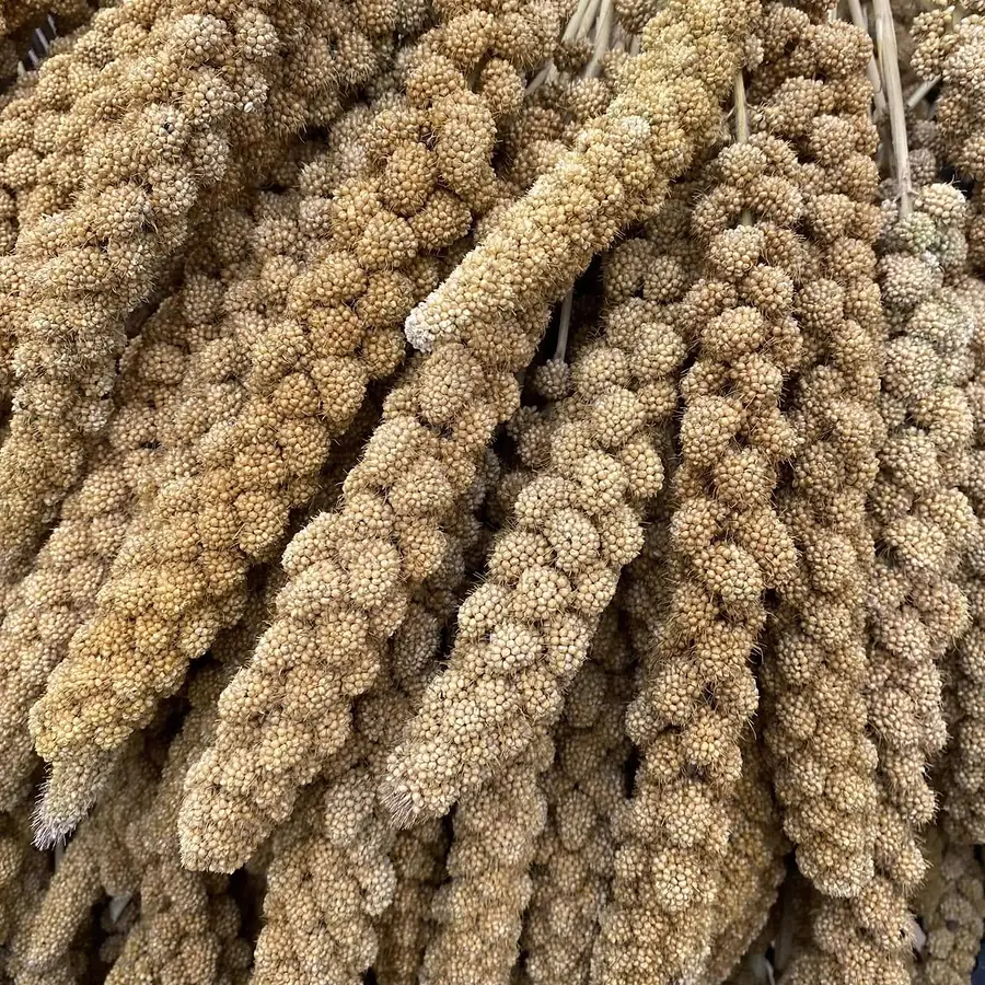 Millet