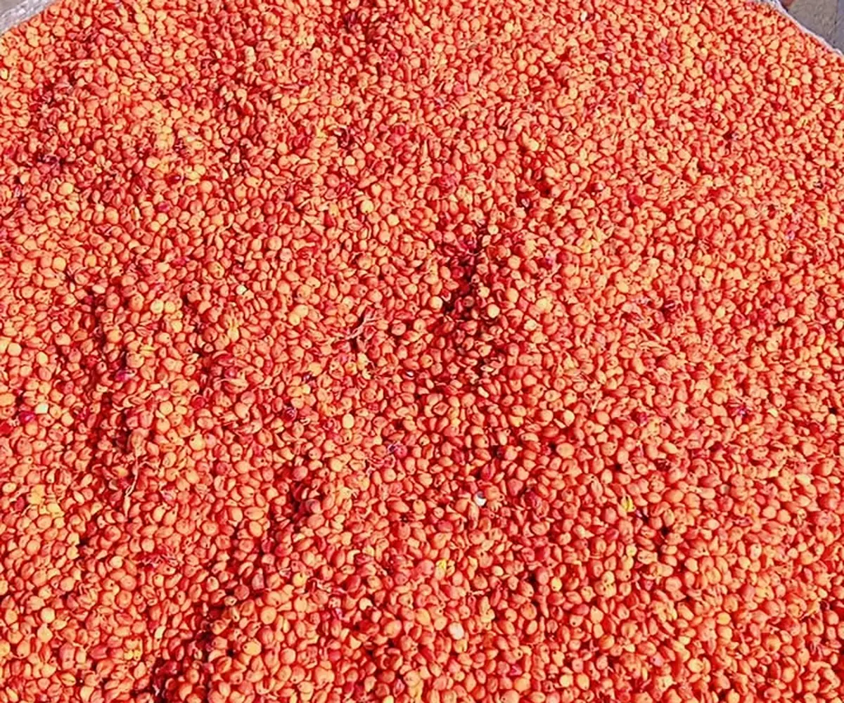 Red sorghum