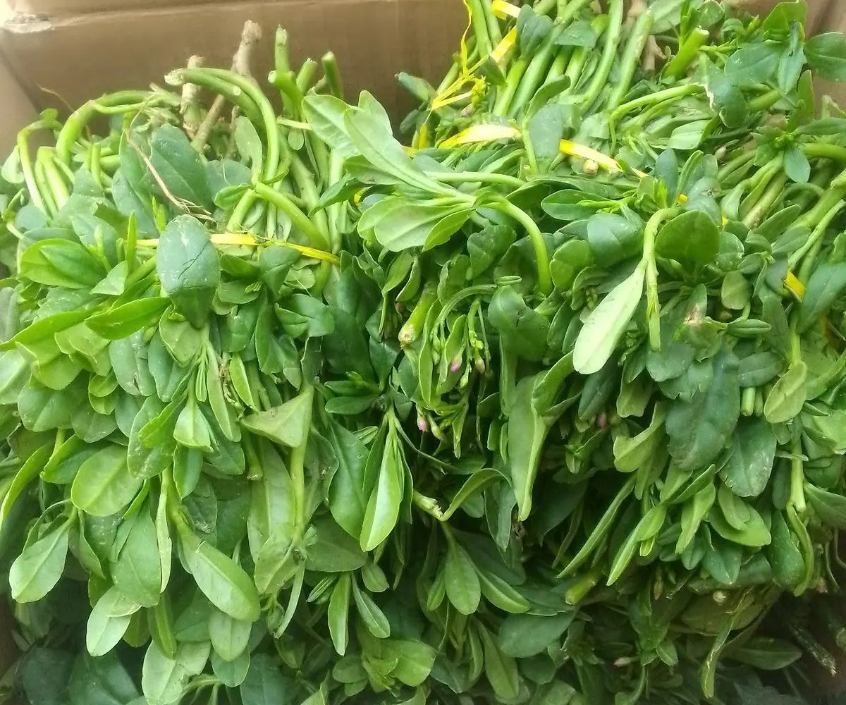 Waterleaf