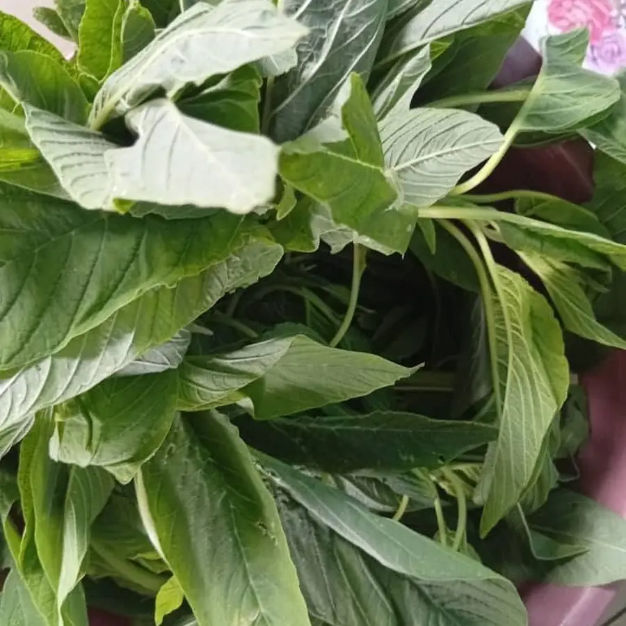 Amaranth leaves