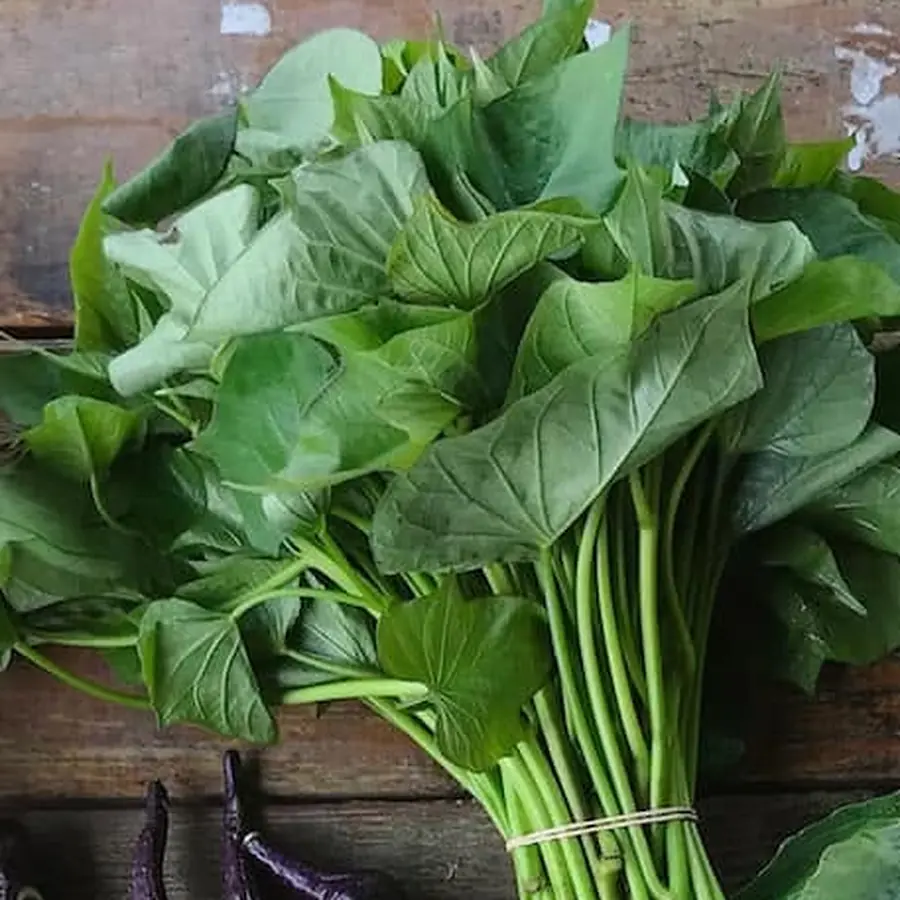 Sweet potato leaves