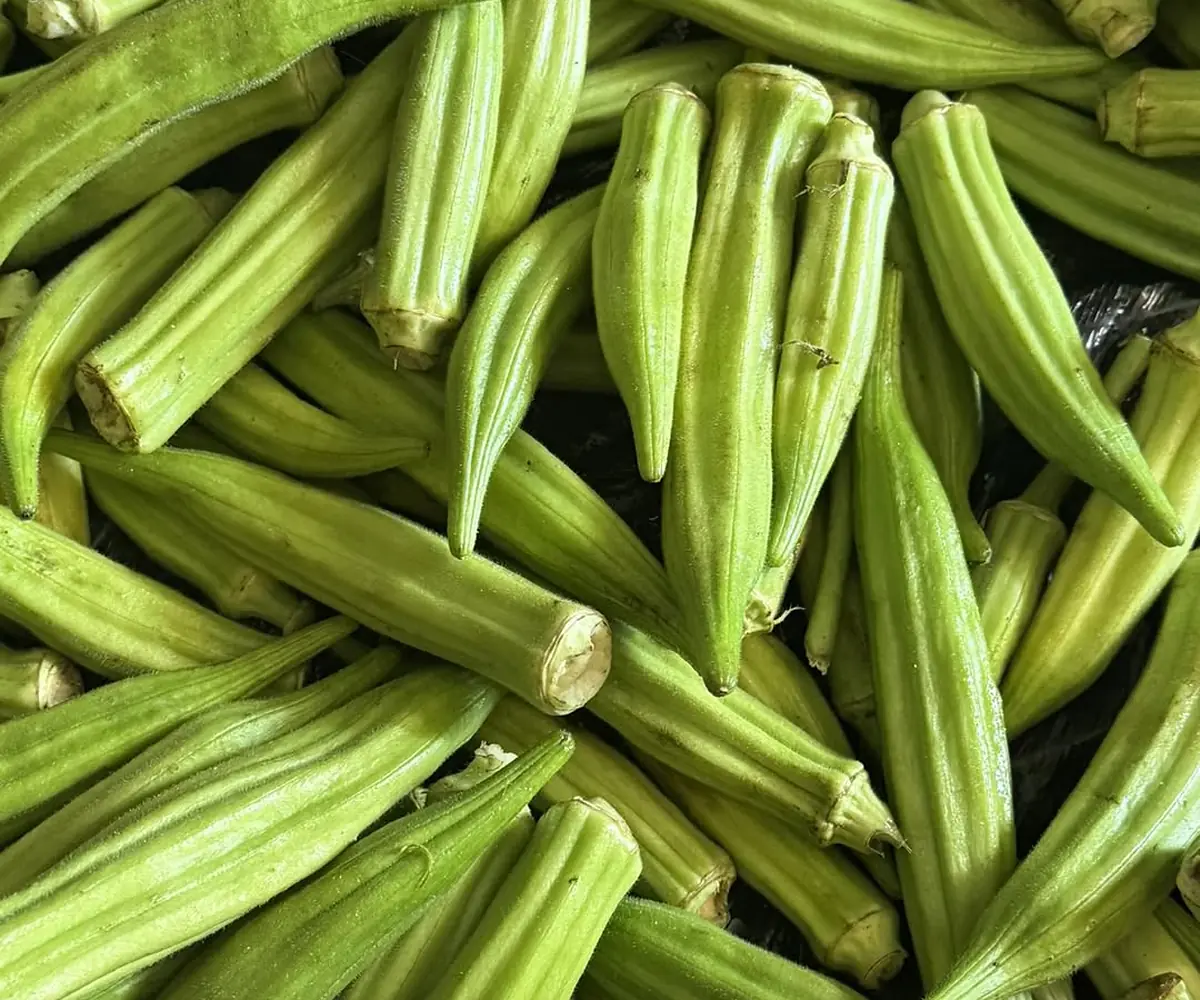 Okra