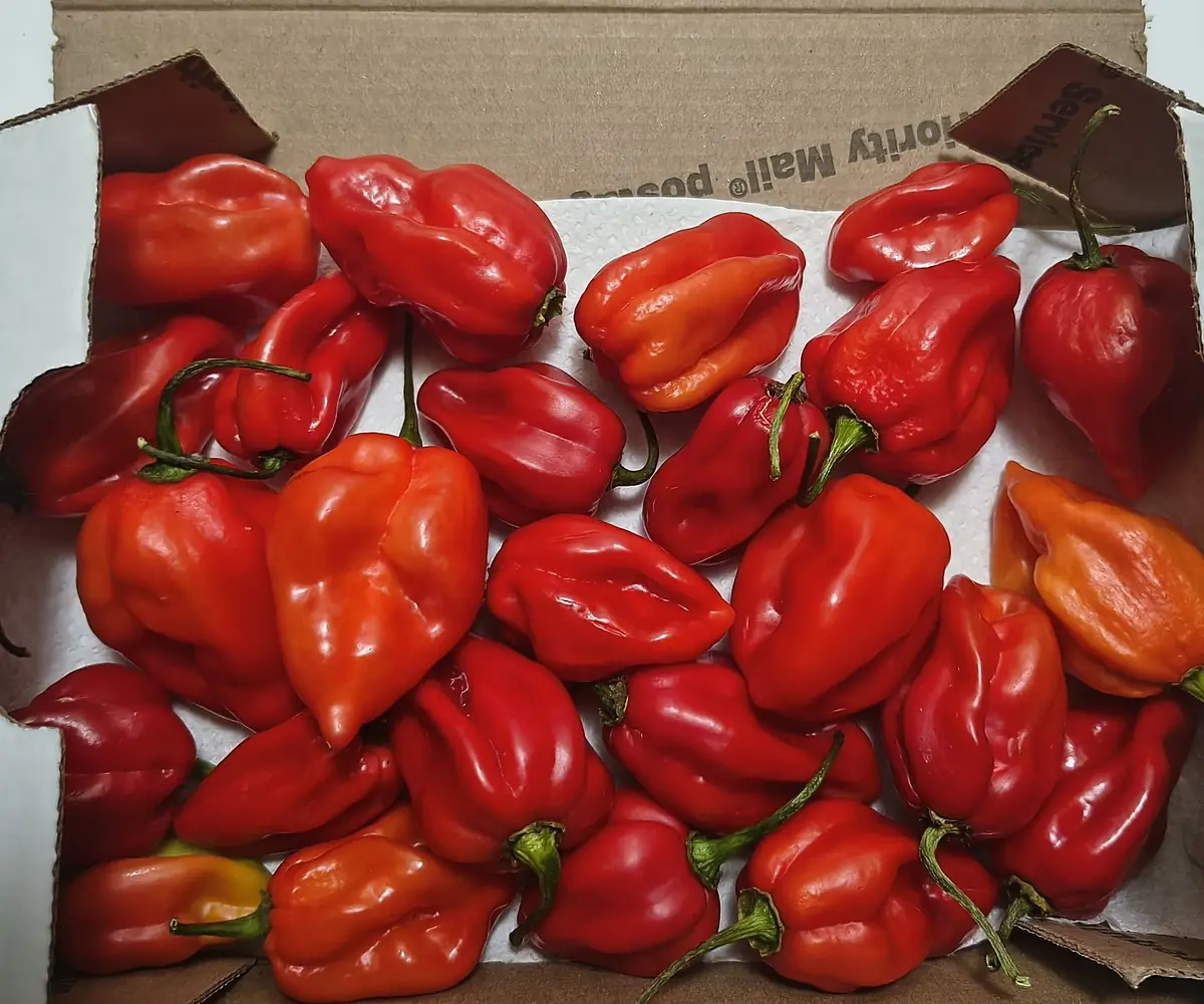 Piment frais