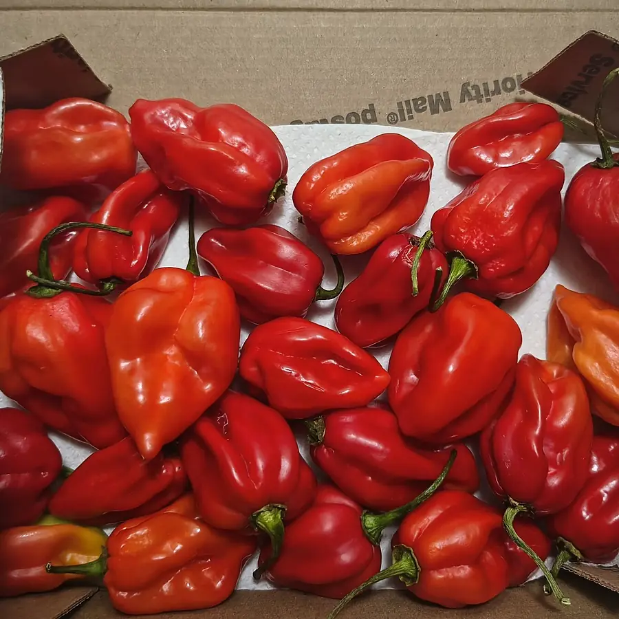 Fresh hot pepper