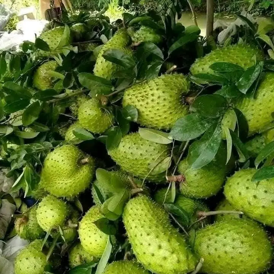 Soursop