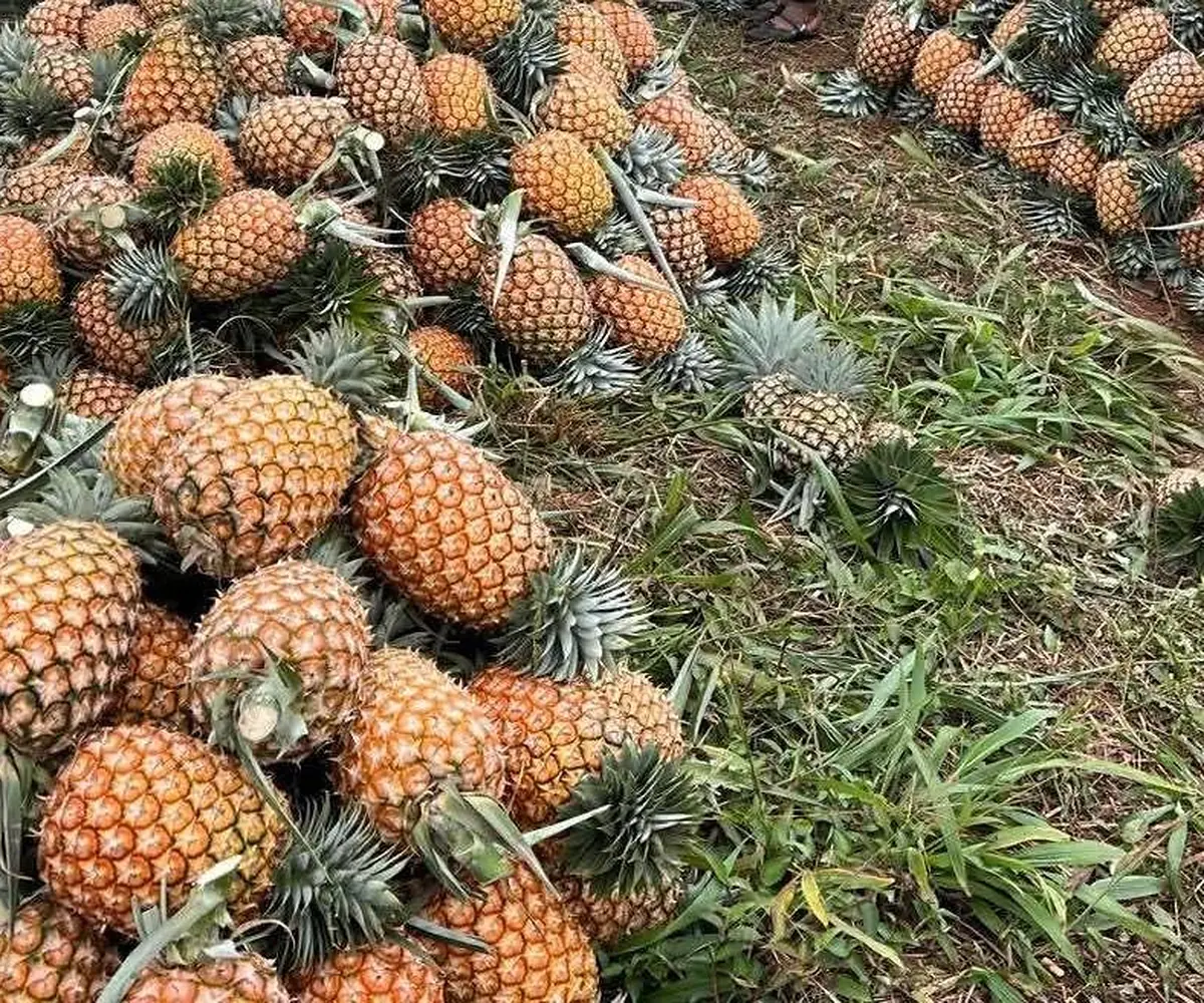 Ananas