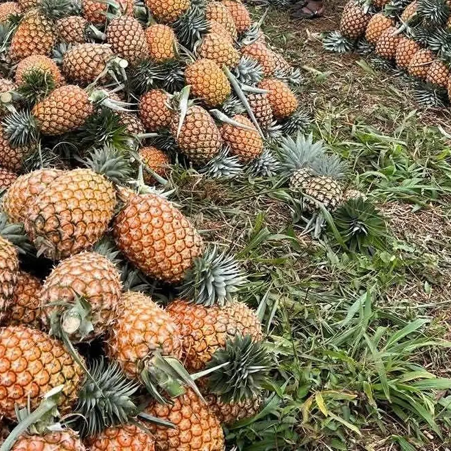 Pineapple