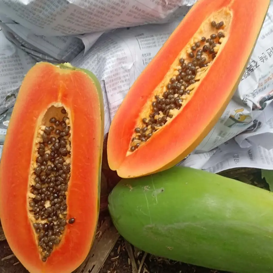 Papaya