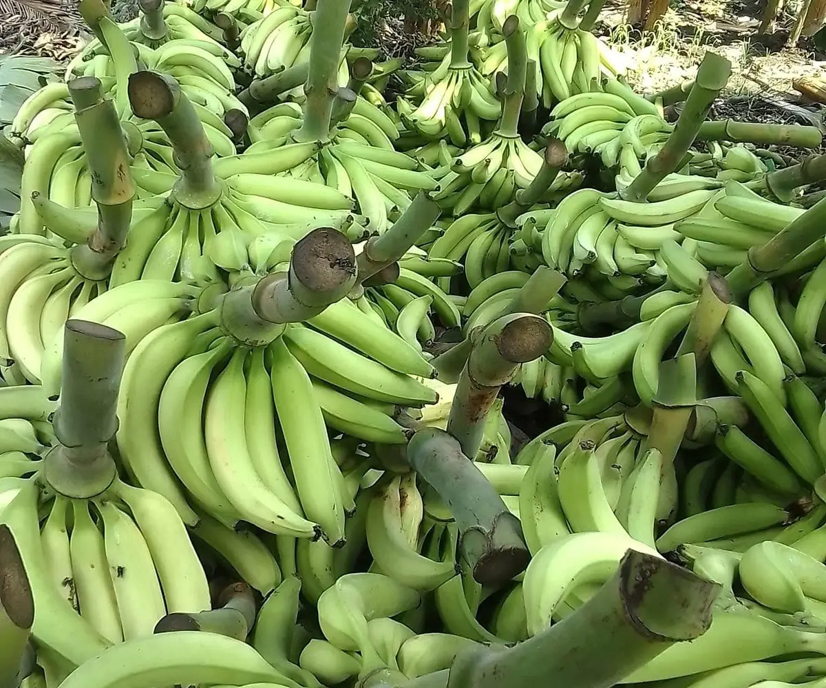 Green plantain