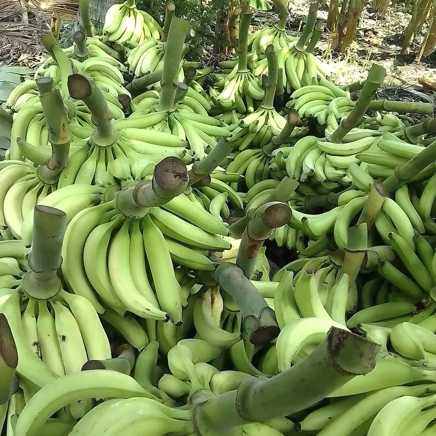 Green plantain