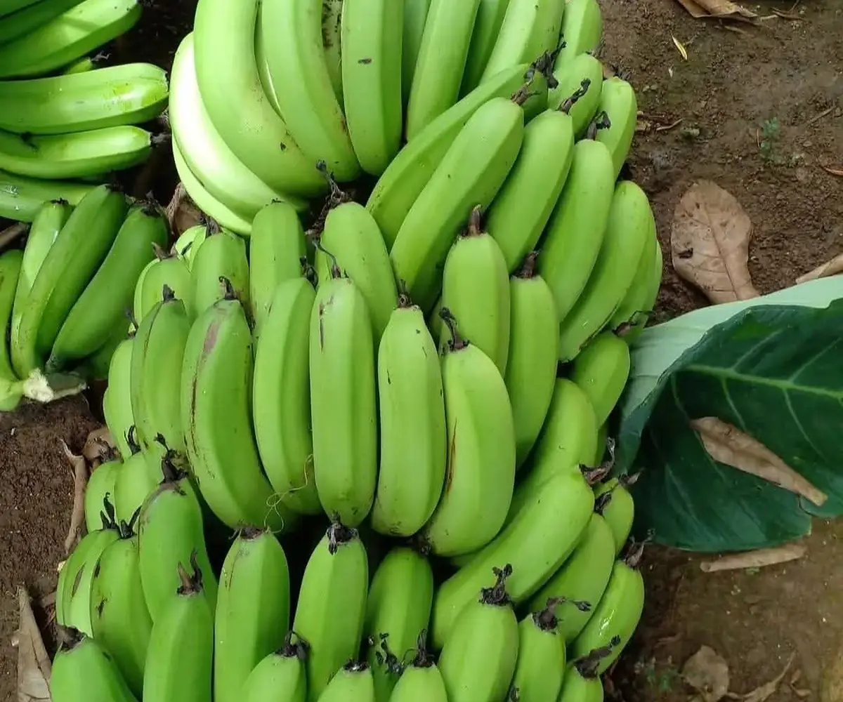 Banane cochon