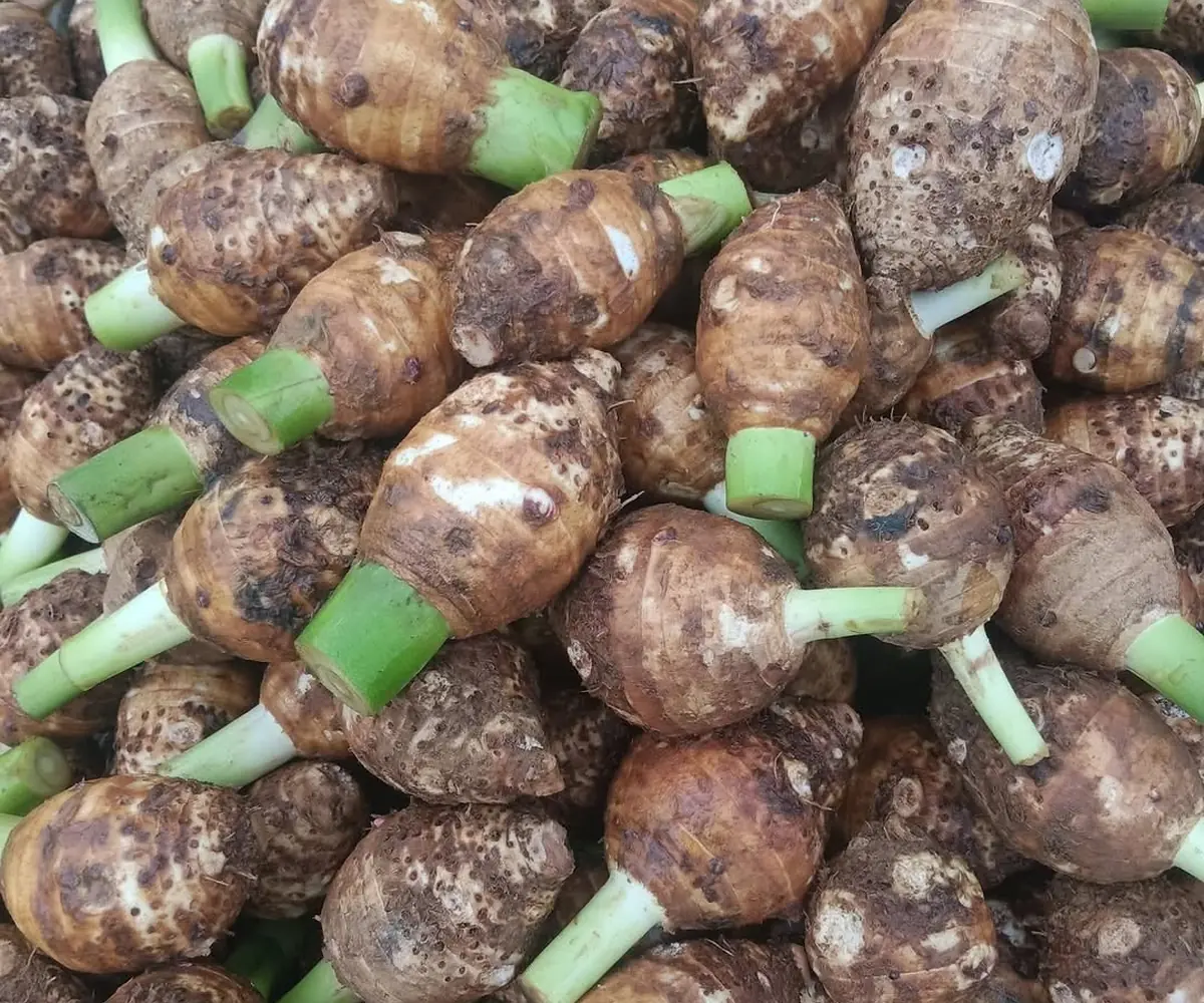 Taro