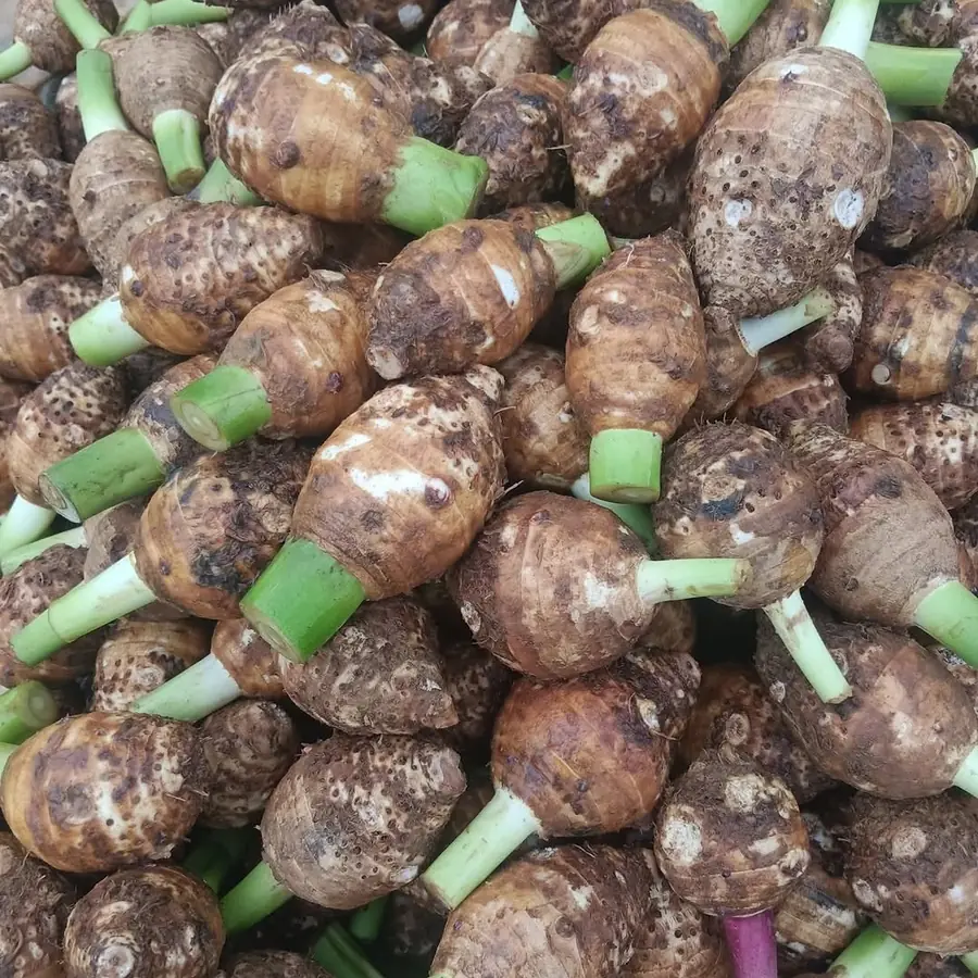 Taro