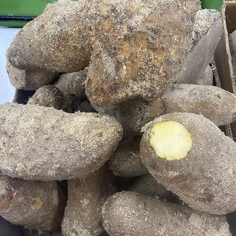 Yellow yam