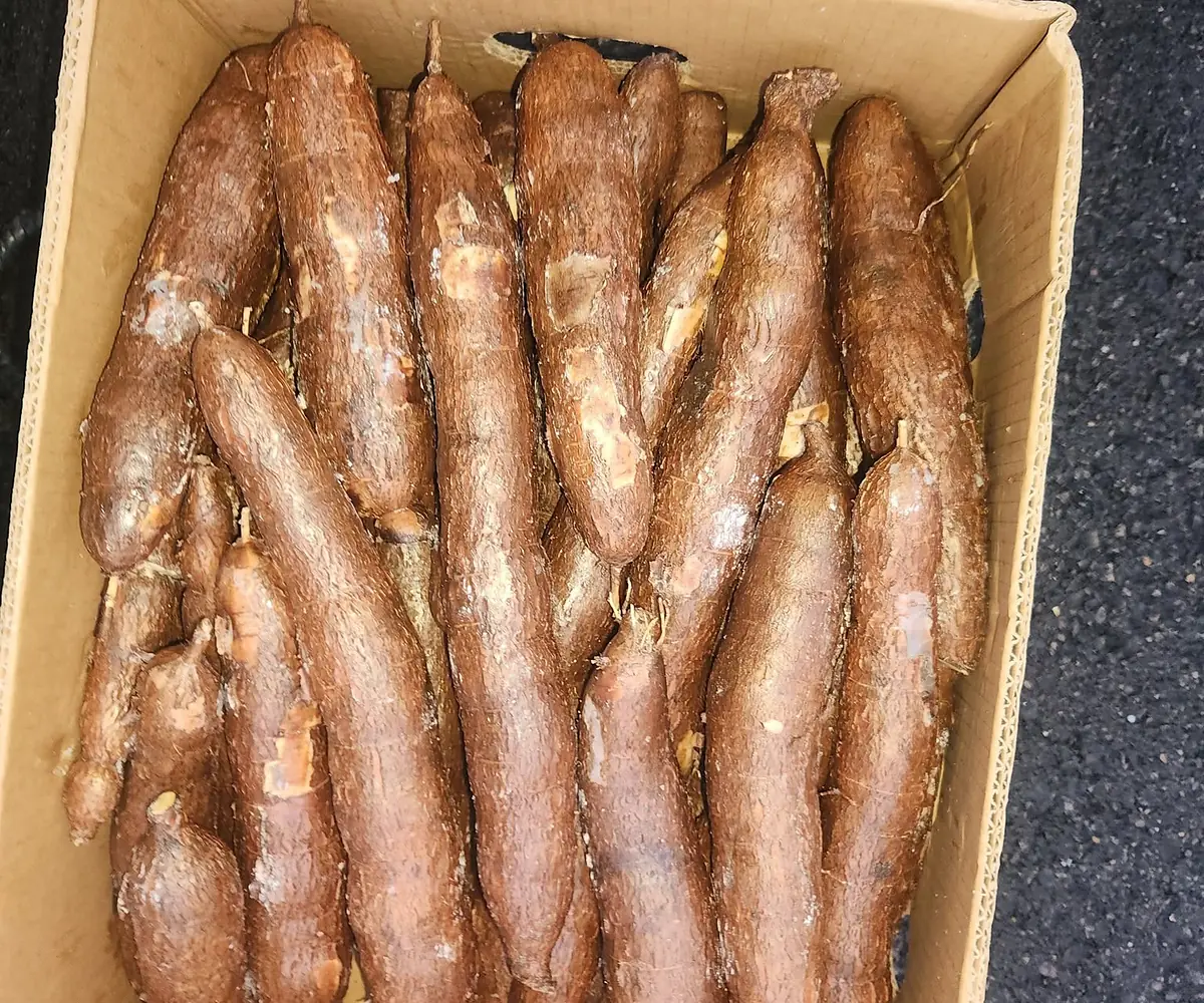 Fresh cassava