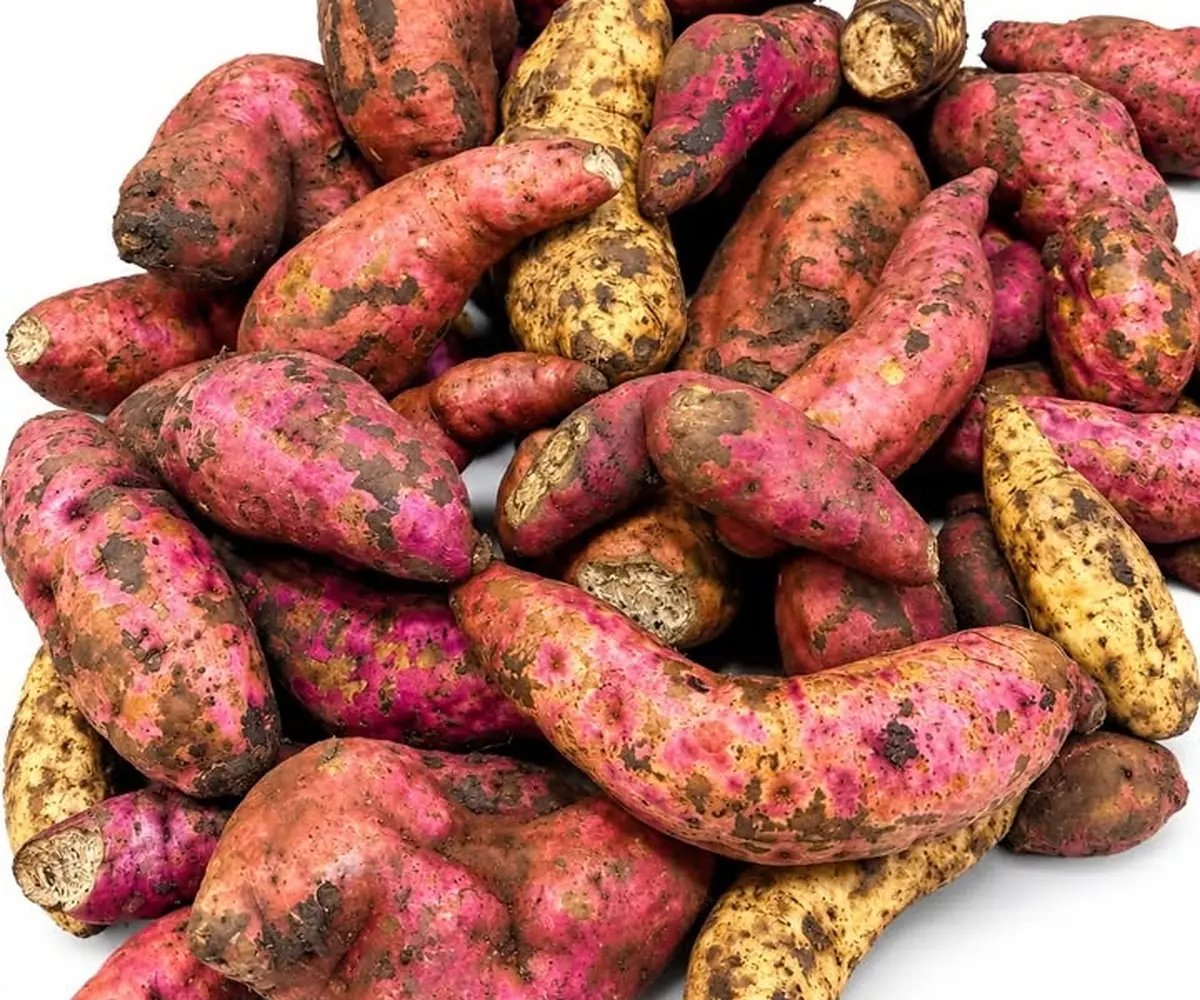 Sweet potato